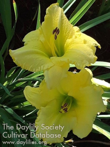 Daylily Embroidery Plus